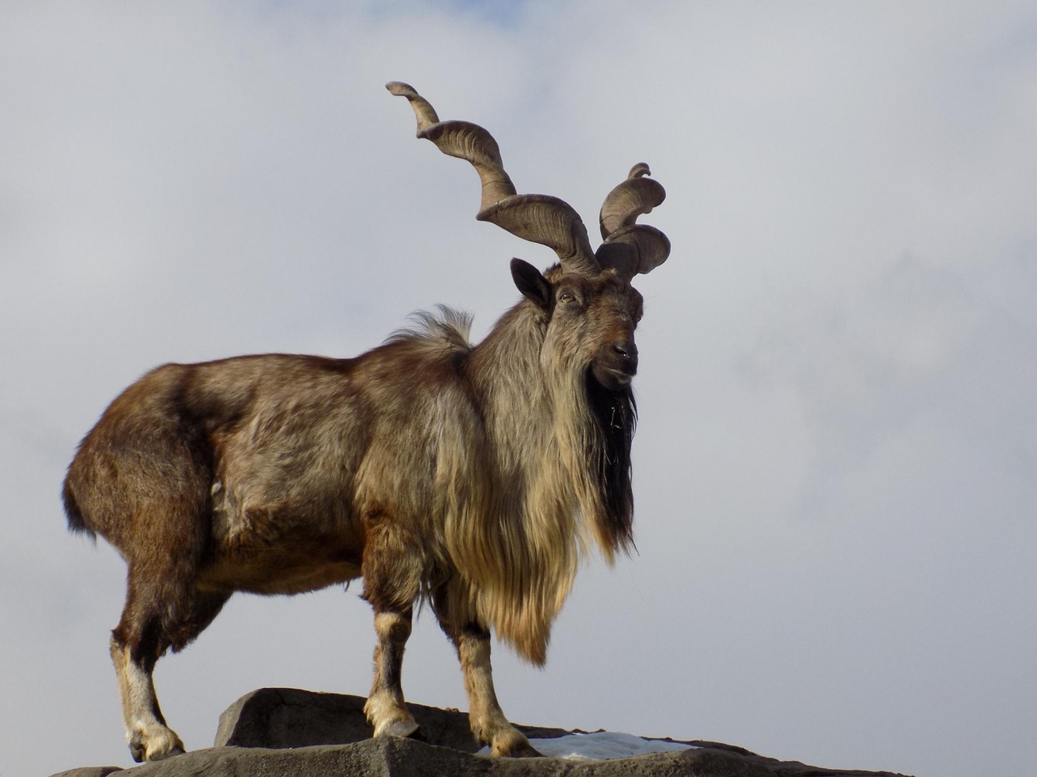 Markhor mountain goat