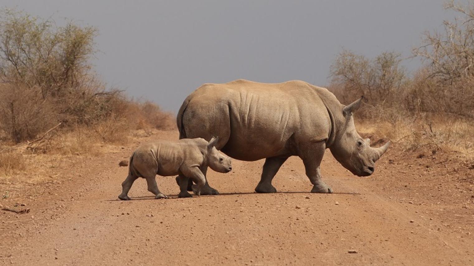 Image of rhino and juvenile rhino crossing the road by Ashleigh Dore